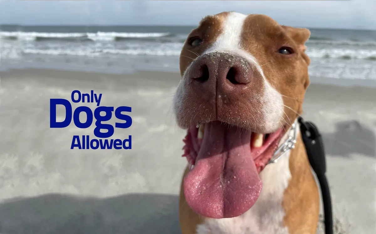 A joyful dog stands on sandy beach with the ocean in the background, the dog's expression happy and playful. The scene is bright and inviting, capturing the essence of a pet-friendly coastal adventure.
